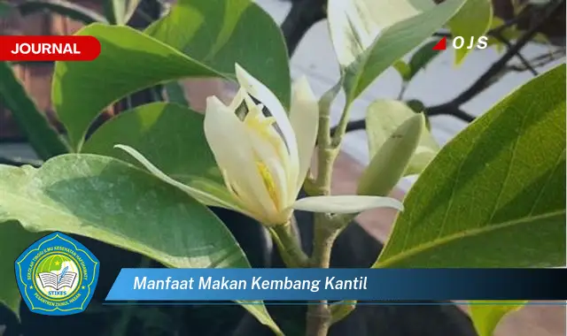 manfaat makan kembang kantil