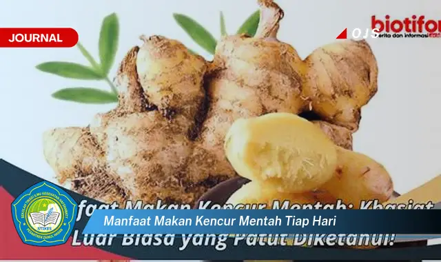 manfaat makan kencur mentah tiap hari manfaat makan kencur mentah tiap hari