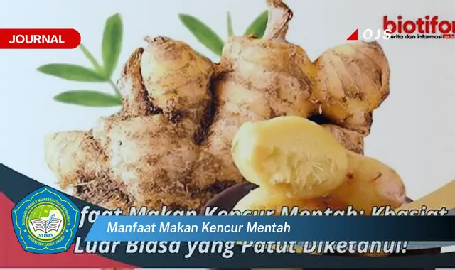 manfaat makan kencur mentah