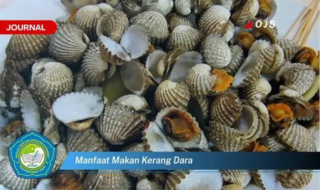 manfaat makan kerang dara