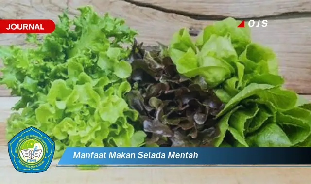 manfaat makan selada mentah manfaat makan selada mentah