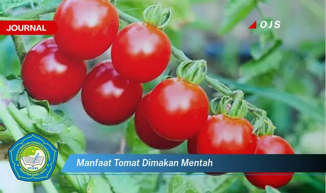 manfaat tomat dimakan mentah manfaat tomat dimakan mentah