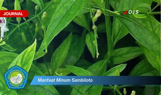 manfaat minum sambiloto manfaat minum sambiloto