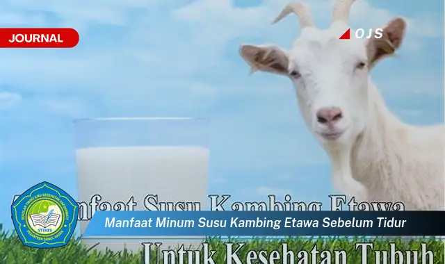 manfaat minum susu kambing etawa sebelum tidur