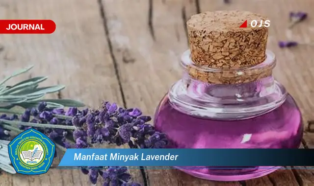 manfaat minyak lavender manfaat minyak lavender