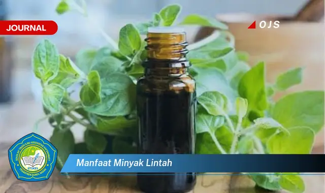 manfaat minyak lintah