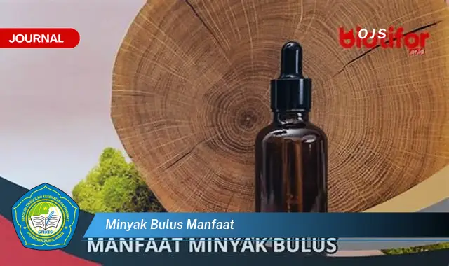 minyak bulus manfaat