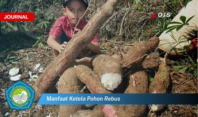 manfaat ketela pohon rebus