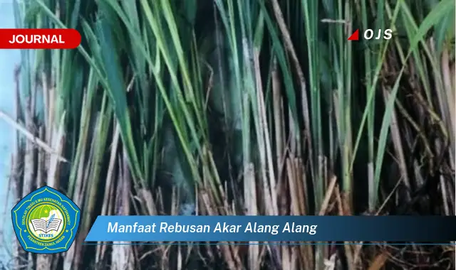 manfaat rebusan akar alang alang