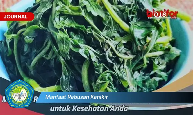 manfaat rebusan kenikir