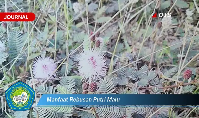 manfaat rebusan putri malu