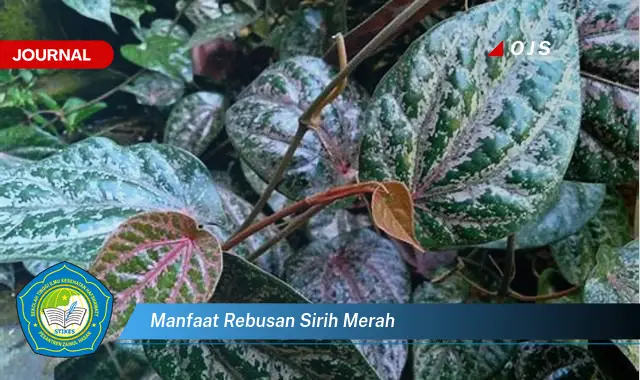 manfaat rebusan sirih merah