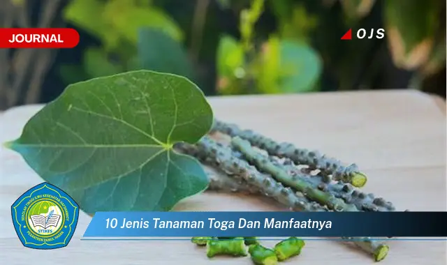 10 jenis tanaman toga dan manfaatnya