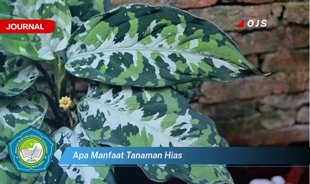 apa manfaat tanaman hias apa manfaat tanaman hias