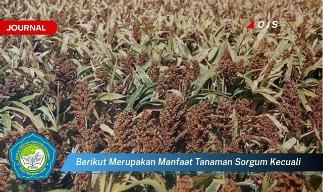 berikut merupakan manfaat tanaman sorgum kecuali