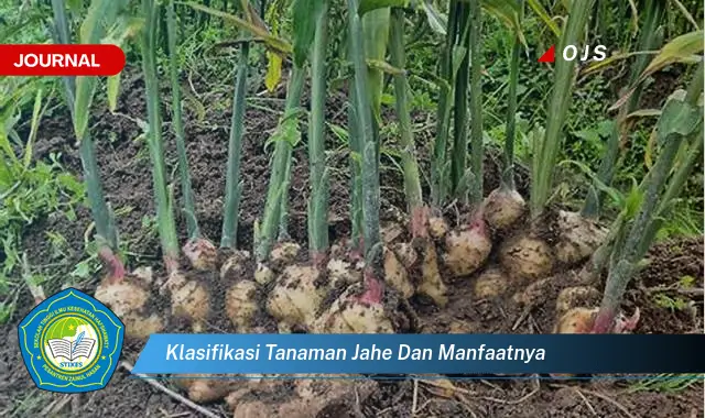 klasifikasi tanaman jahe dan manfaatnya klasifikasi tanaman jahe dan manfaatnya