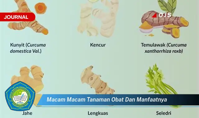 macam macam tanaman obat dan manfaatnya