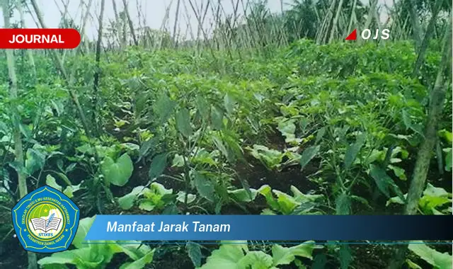 manfaat jarak tanam