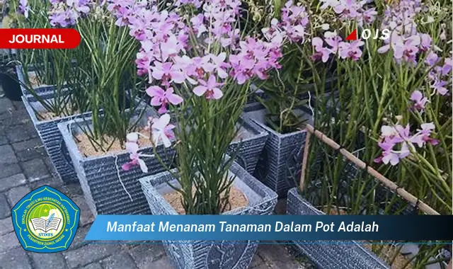 manfaat menanam tanaman dalam pot adalah