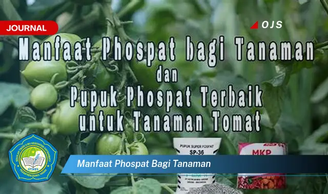 manfaat phospat bagi tanaman