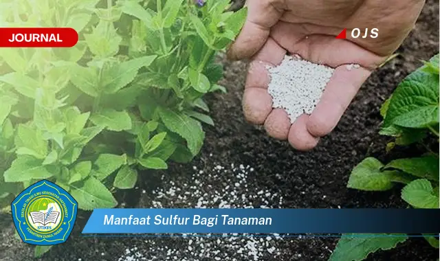 manfaat sulfur bagi tanaman