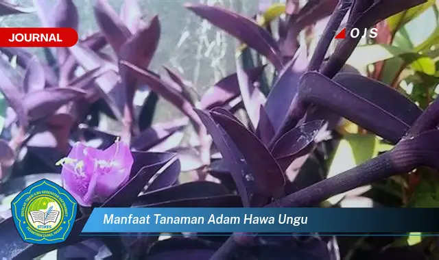 manfaat tanaman adam hawa ungu