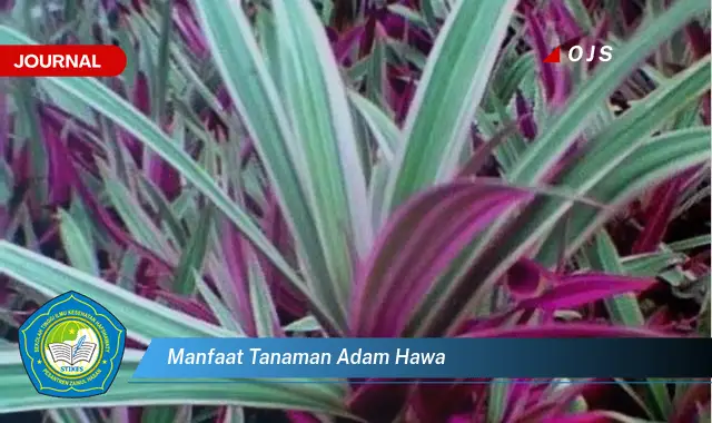 manfaat tanaman adam hawa