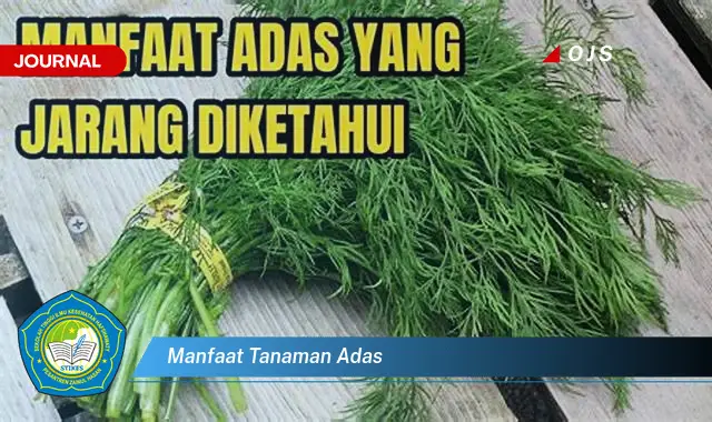 manfaat tanaman adas