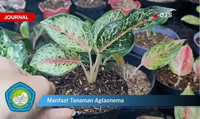 manfaat tanaman aglaonema