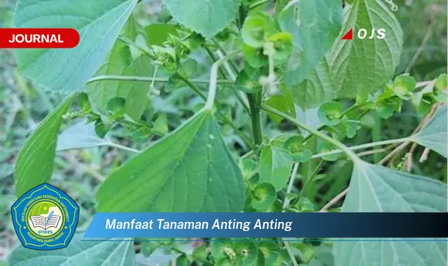 manfaat tanaman anting anting manfaat tanaman anting anting