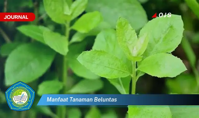 manfaat tanaman beluntas
