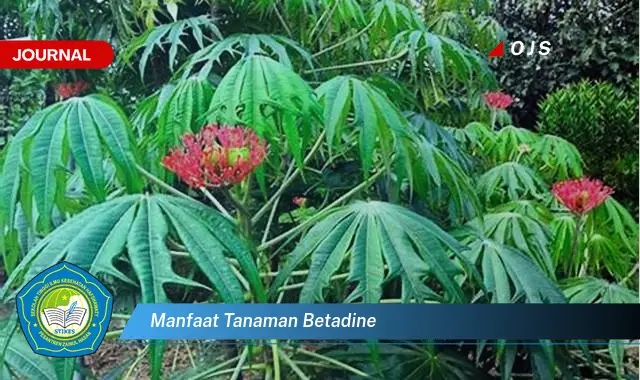 manfaat tanaman betadine manfaat tanaman betadine