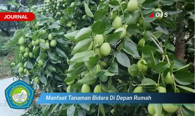 manfaat tanaman bidara di depan rumah manfaat tanaman bidara di depan rumah
