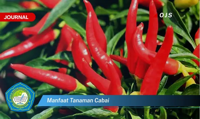 manfaat tanaman cabai manfaat tanaman cabai