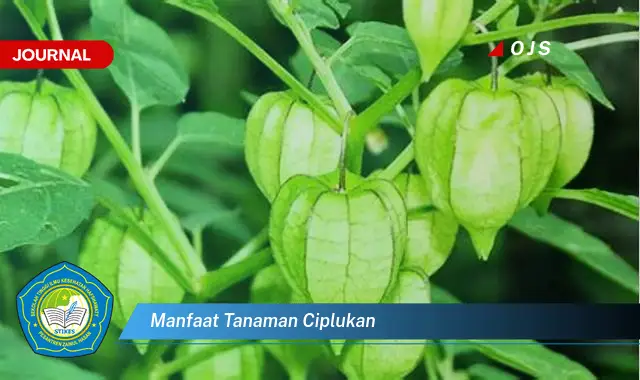 manfaat tanaman ciplukan manfaat tanaman ciplukan