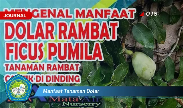 manfaat tanaman dolar