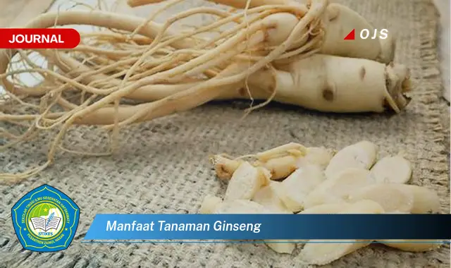 manfaat tanaman ginseng