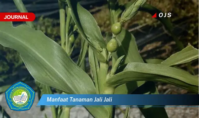 manfaat tanaman jali jali