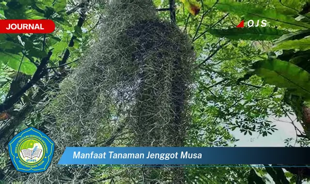 manfaat tanaman jenggot musa