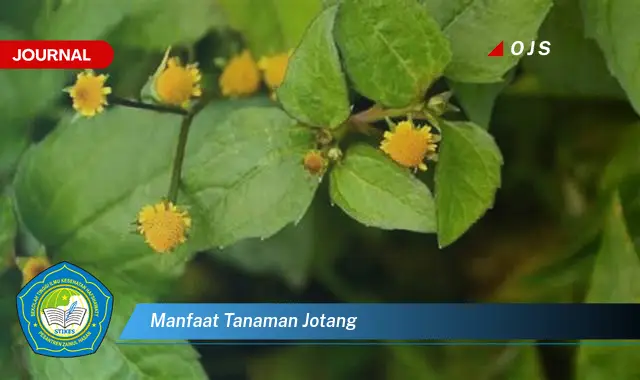 Intip 6 Manfaat Tanaman Jotang yang Jarang Diketahui - E-Journal