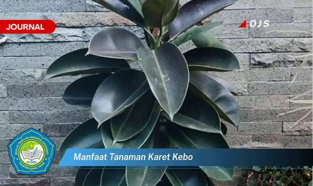 manfaat tanaman karet kebo