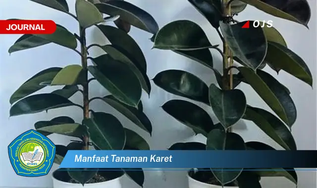 manfaat tanaman karet