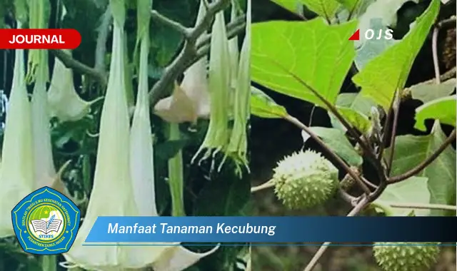 manfaat tanaman kecubung