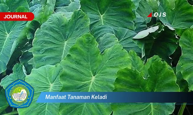 manfaat tanaman keladi