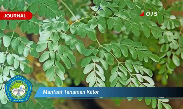 manfaat tanaman kelor manfaat tanaman kelor