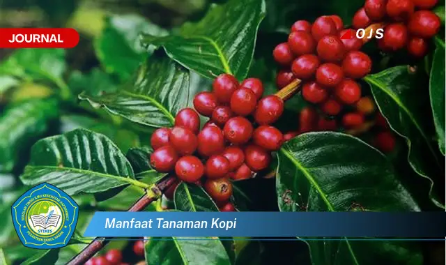 manfaat tanaman kopi