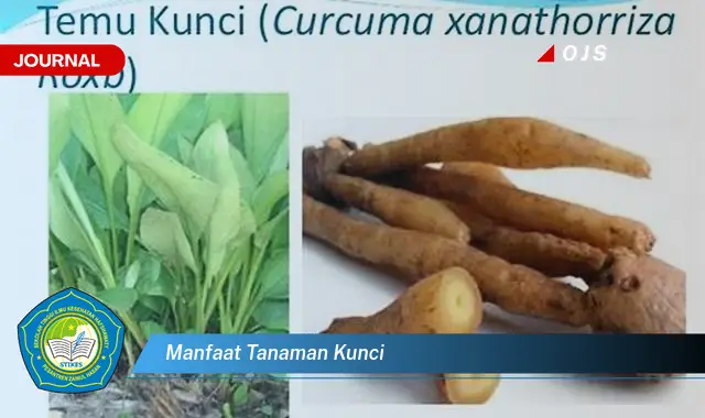 manfaat tanaman kunci