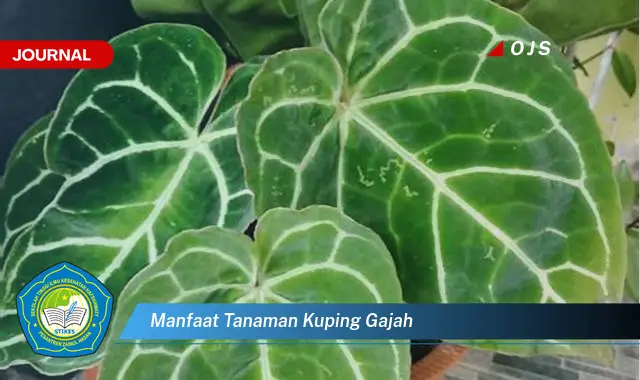 manfaat tanaman kuping gajah manfaat tanaman kuping gajah
