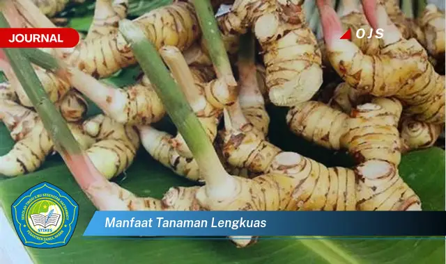 manfaat tanaman lengkuas manfaat tanaman lengkuas