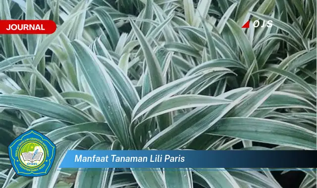 manfaat tanaman lili paris manfaat tanaman lili paris
